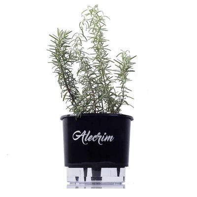 vaso gourmet temperos raiz alecrim