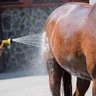 canva cropped shot of person washing brown purebred horse outdoors scaled