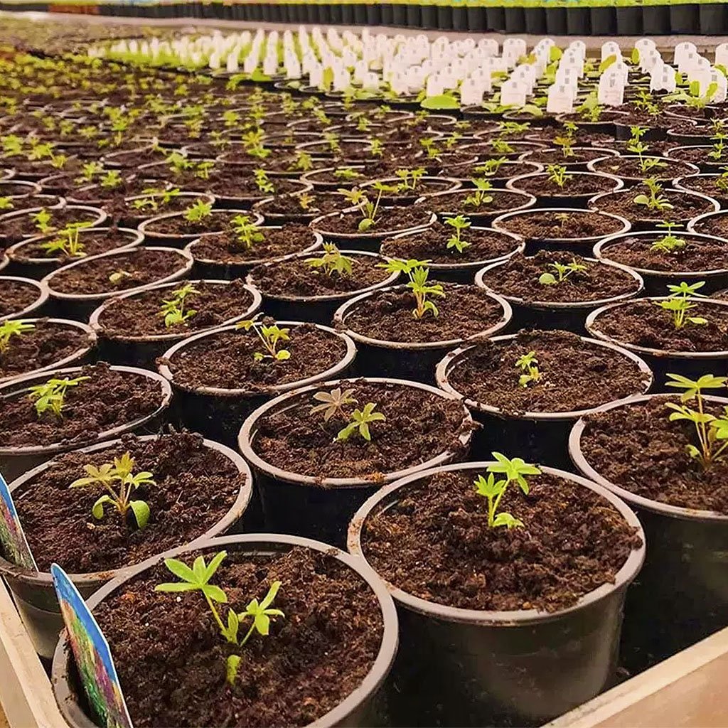 nutedv003 vasos para plantas ri gidos np14 pote preto holambra nutriplan arkuero 3