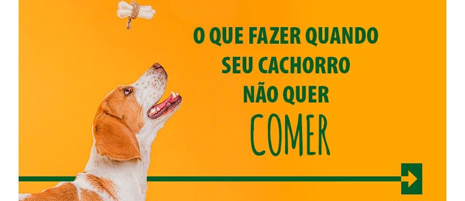 O que fazer quando seu cachorro não quer comer