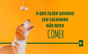destaque blog arkuero o que fazer quando seu cachorro na o quer comer