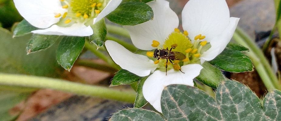As 8 Respostas Definitivas Sobre Criação de Abelhas Jataís