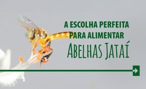 Abelha jatai sem ferraoo mel flores arkuero_DESTAQUE 2