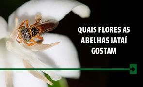 Abelha jatai sem ferraoo mel flores arkuero_2 flores