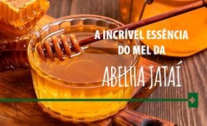 Abelha jatai sem ferraoo mel flores arkuero_2 mel abelha essencia