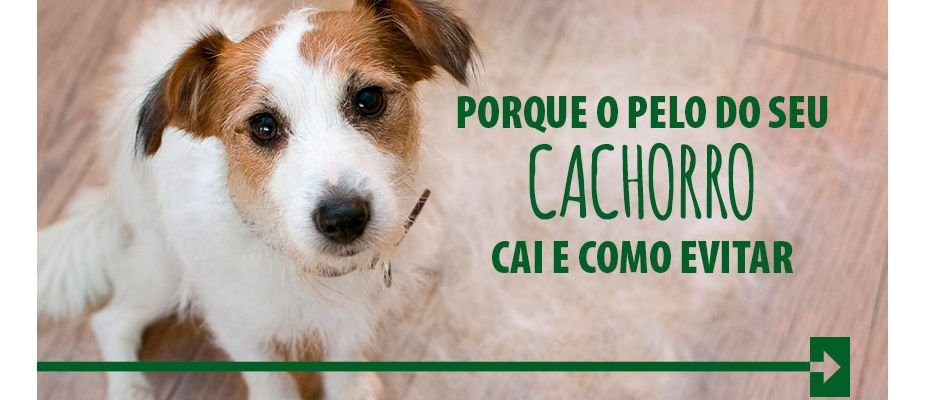 Entenda de Uma Vez Por Todas Porque o Pelo do Seu Cachorro Cai e Como Evitar