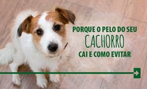 quda de pelos cachorro dog alimentac a o arkuero 3
